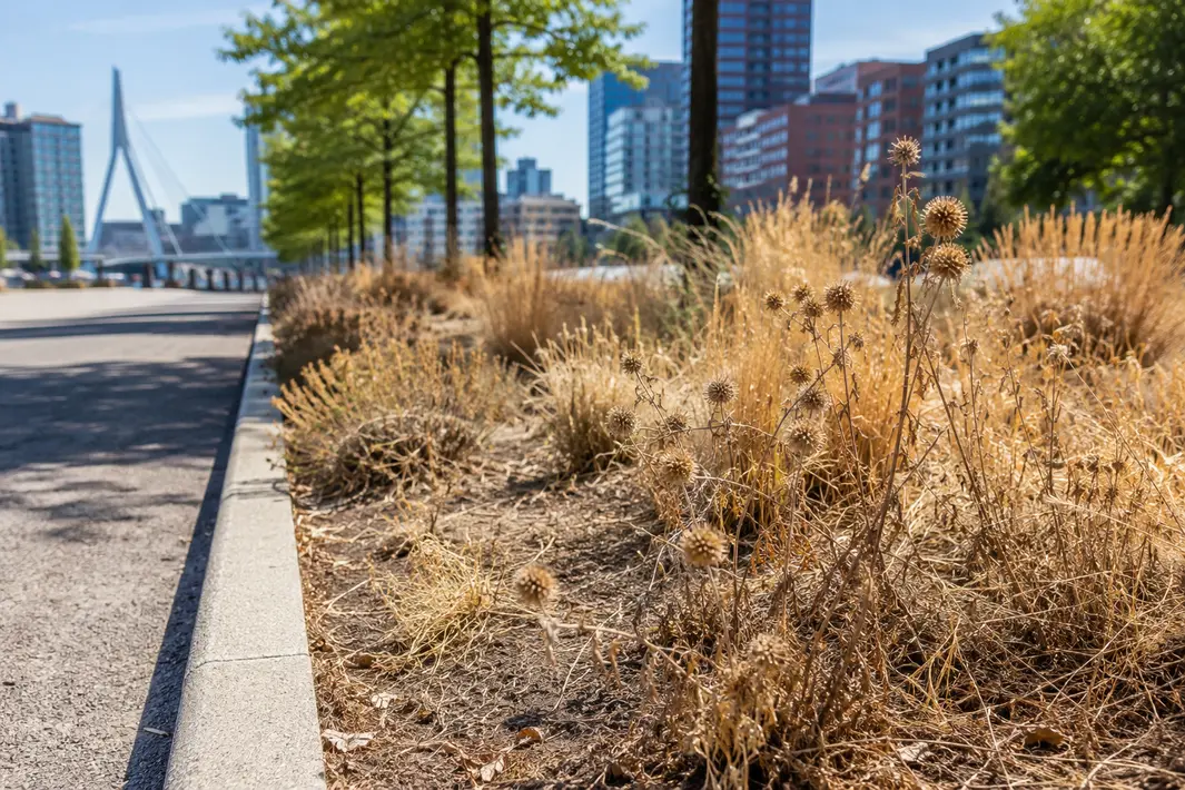 Droogte beïnvloedt het onderhoud van openbaar groen in de stad